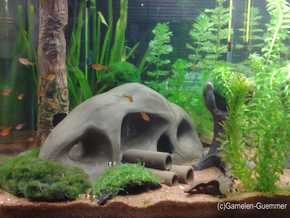 Aquariensand braun brauner Aquariensand Garnelen