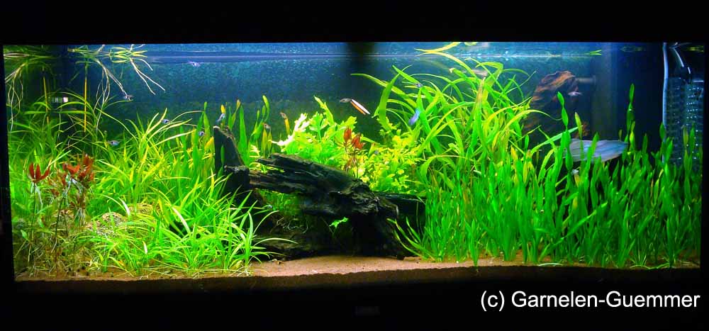 Aquariensand braun Aquariensand braun 0,4-0,8mm